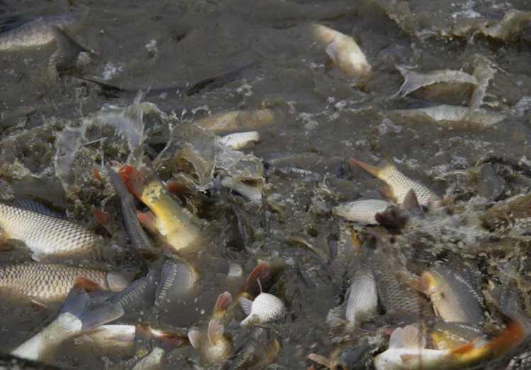  養(yǎng)殖業(yè)的溶氧知識