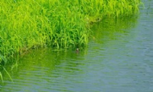  氨氮超標(biāo)的原因及危害